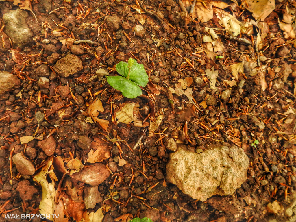 Wędrówka z klimatem: z Jedliny-Zdroju do Podgórza