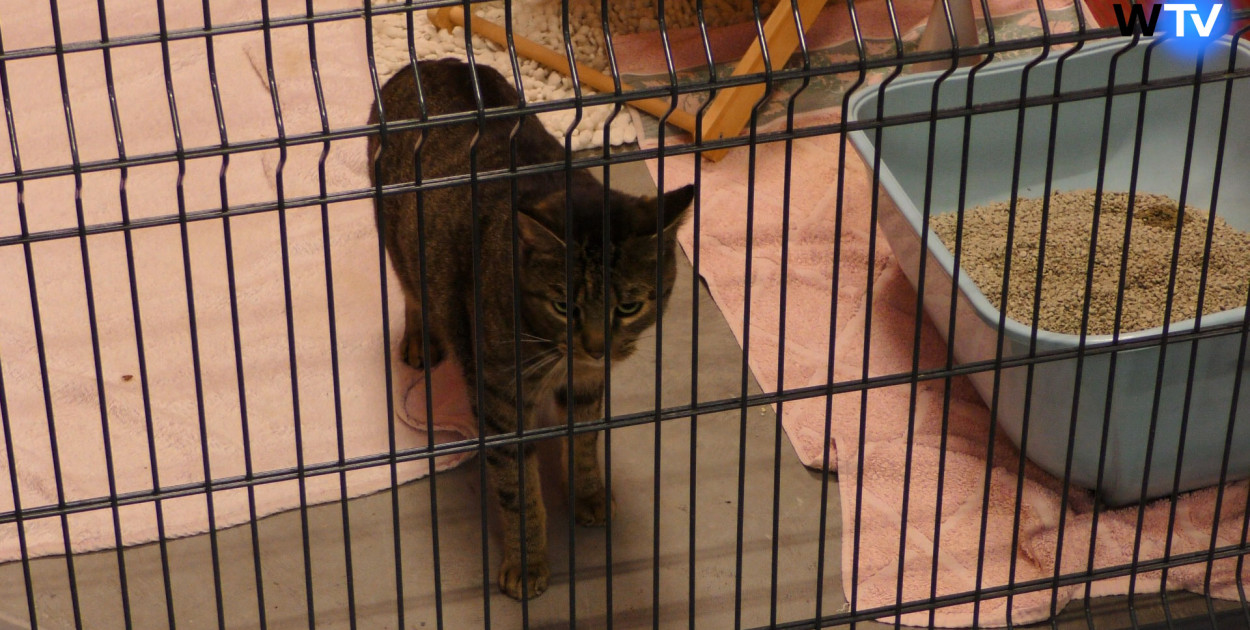 Nowe Schronisko dla bezdomnych zwierząt