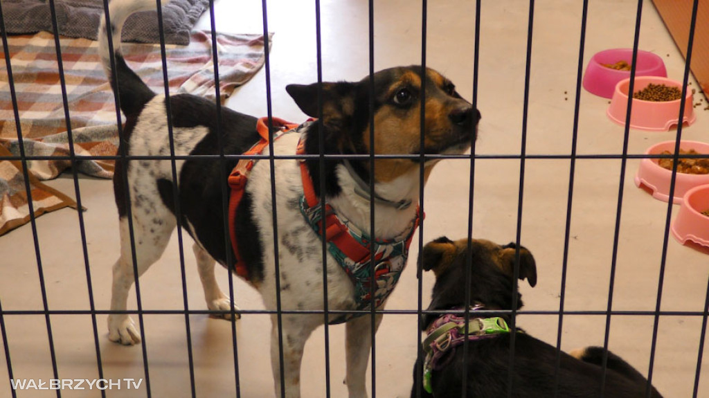 Nowe Schronisko dla bezdomnych zwierząt