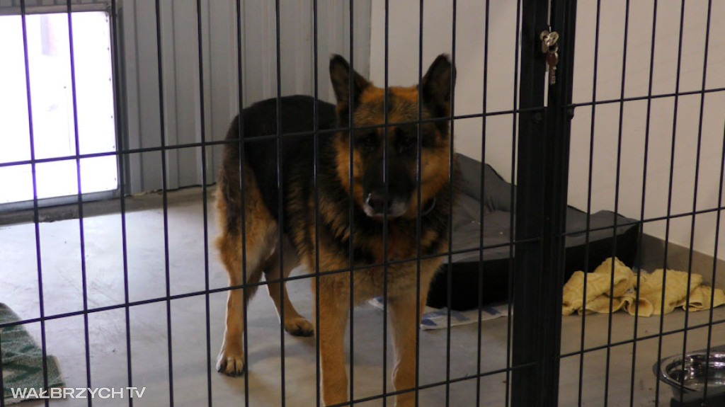 Nowe Schronisko dla bezdomnych zwierząt