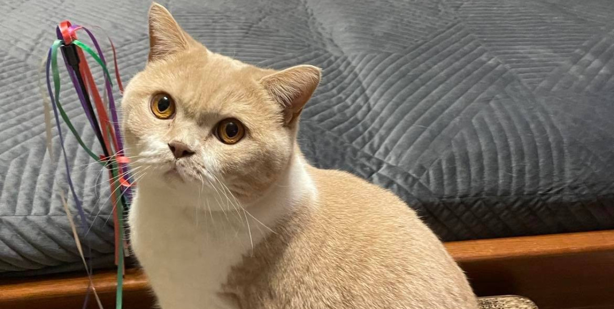 Wałbrzyszanie mają kota. Poszukaj swojego