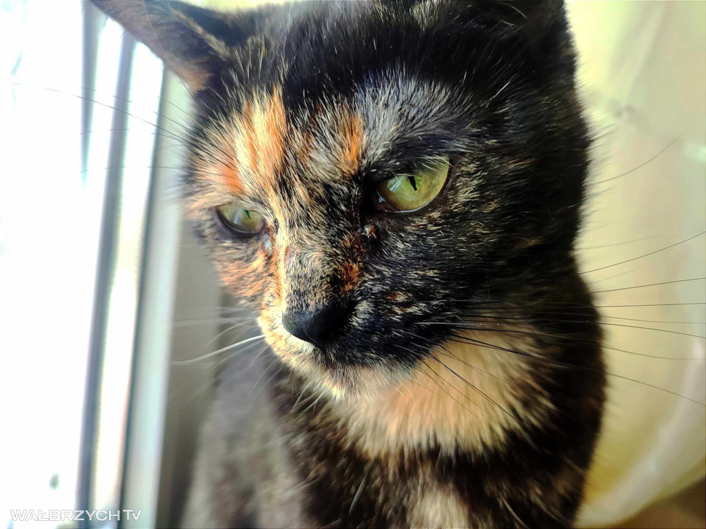 Wałbrzyszanie mają kota. Poszukaj swojego