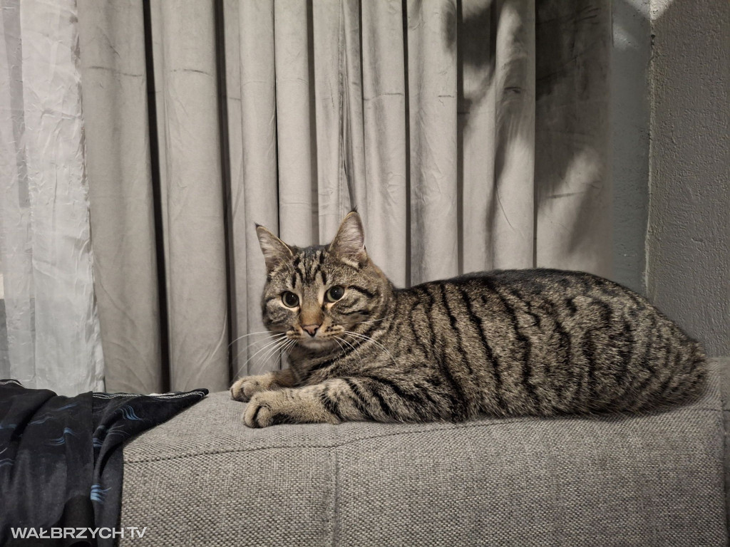 Wałbrzyszanie mają kota. Poszukaj swojego