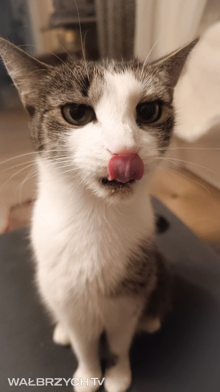 Wałbrzyszanie mają kota. Poszukaj swojego