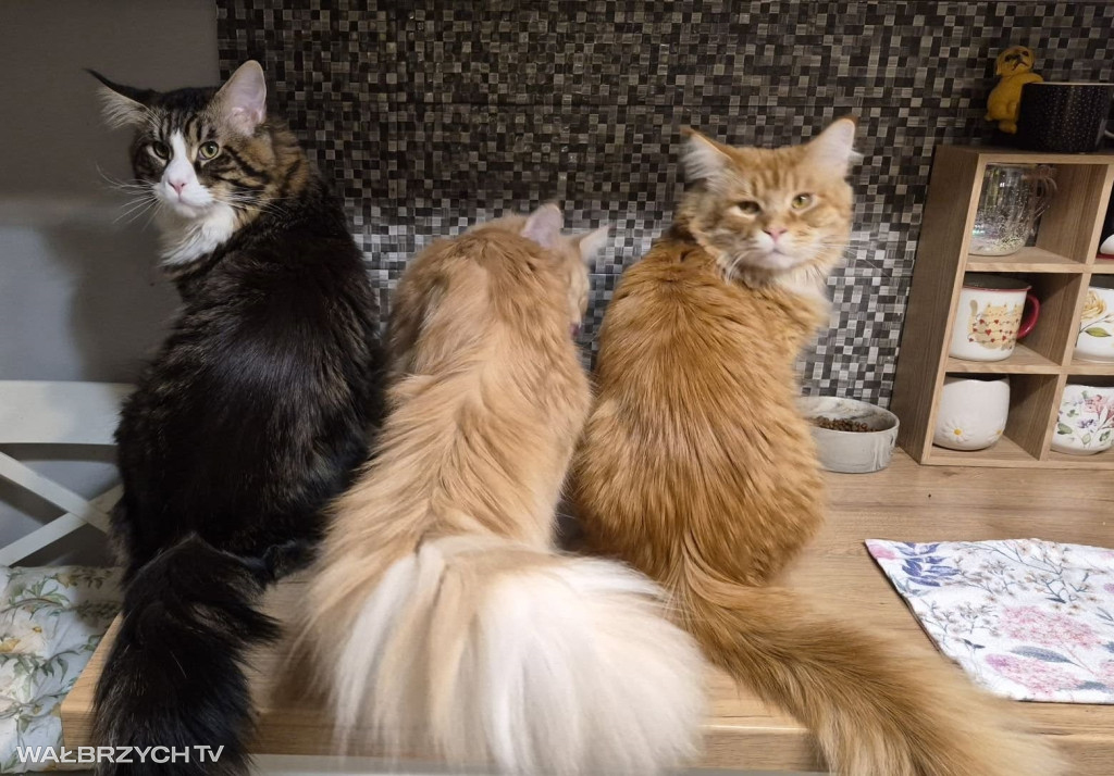 Wałbrzyszanie mają kota. Poszukaj swojego