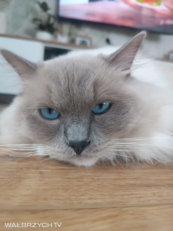 Wałbrzyszanie mają kota. Poszukaj swojego