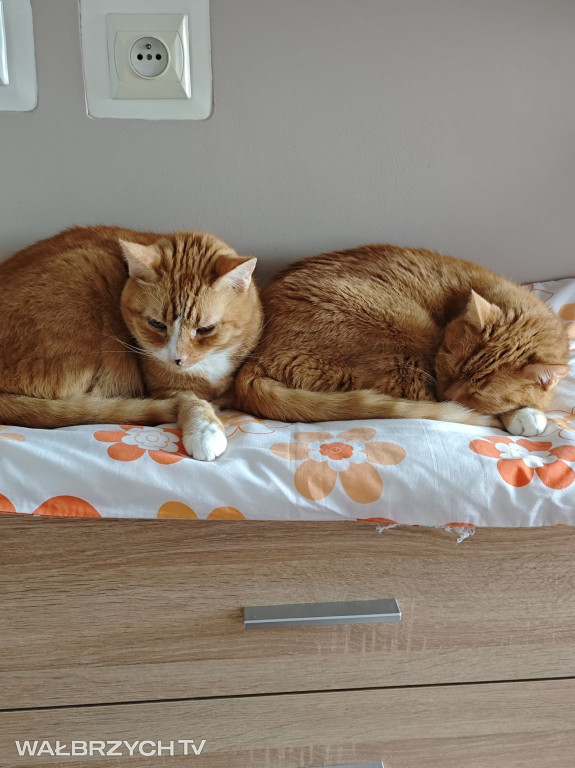 Wałbrzyszanie mają kota. Poszukaj swojego