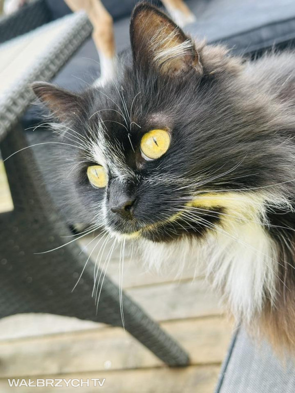 Wałbrzyszanie mają kota. Poszukaj swojego