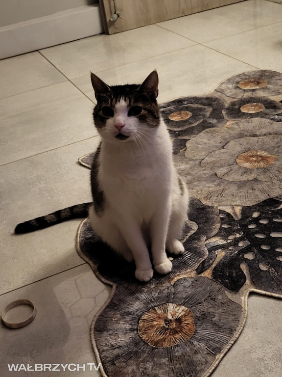 Wałbrzyszanie mają kota. Poszukaj swojego