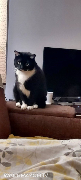 Wałbrzyszanie mają kota. Poszukaj swojego