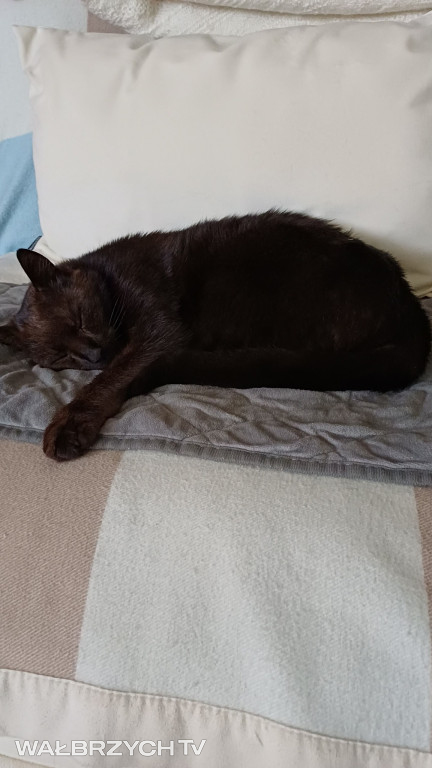 Wałbrzyszanie mają kota. Poszukaj swojego