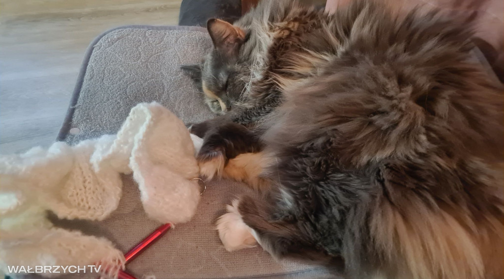 Wałbrzyszanie mają kota. Poszukaj swojego