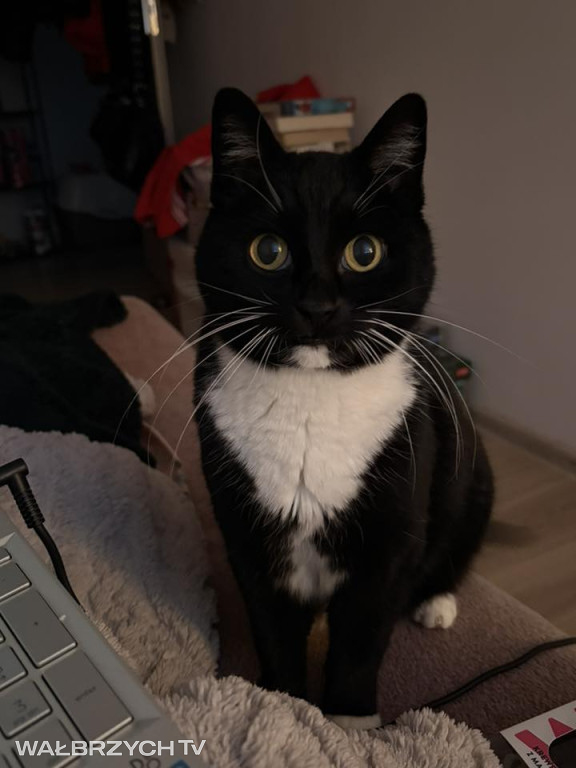 Wałbrzyszanie mają kota. Poszukaj swojego