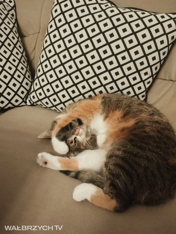 Wałbrzyszanie mają kota. Poszukaj swojego