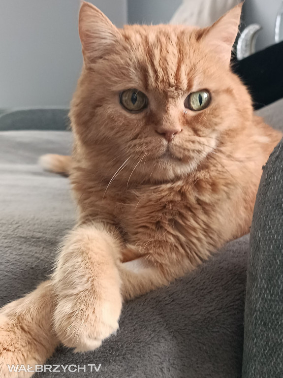 Wałbrzyszanie mają kota. Poszukaj swojego
