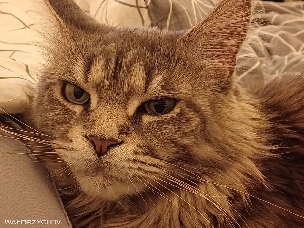 Wałbrzyszanie mają kota. Poszukaj swojego