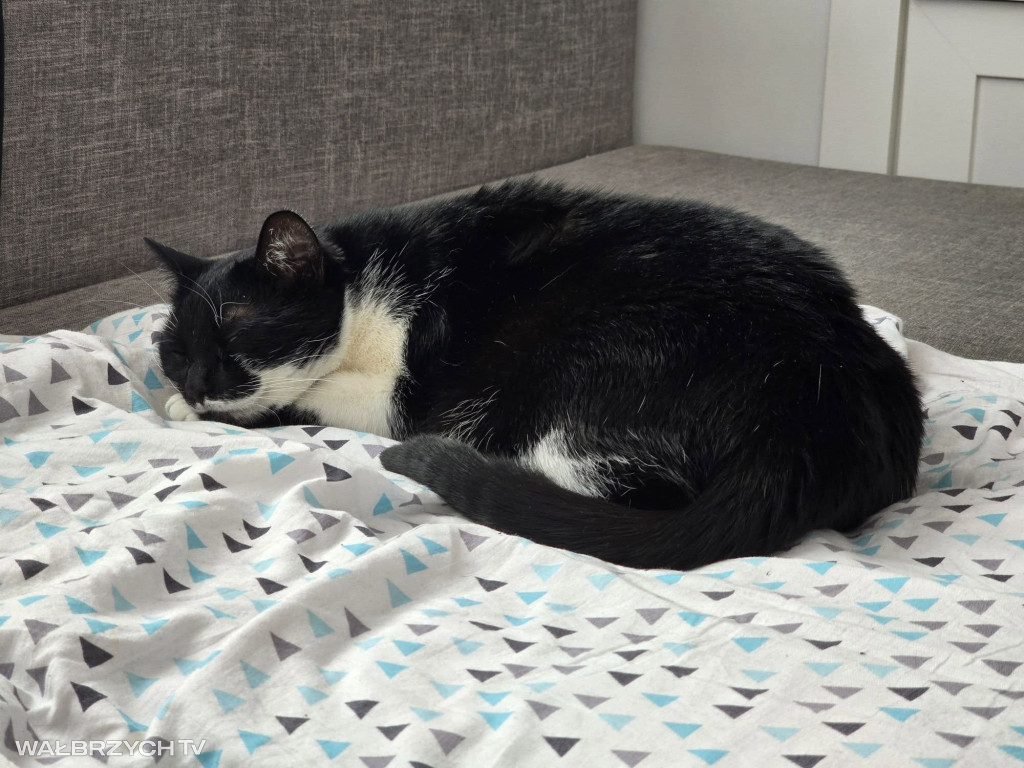 Wałbrzyszanie mają kota. Poszukaj swojego