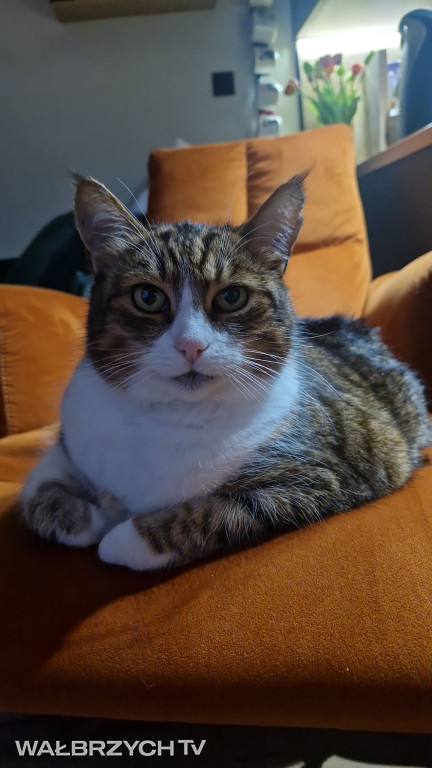 Wałbrzyszanie mają kota. Poszukaj swojego