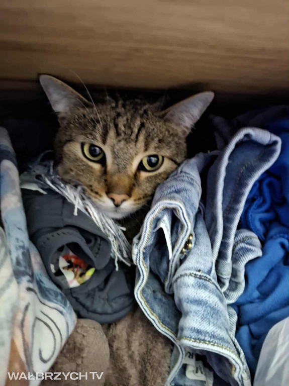 Wałbrzyszanie mają kota. Poszukaj swojego