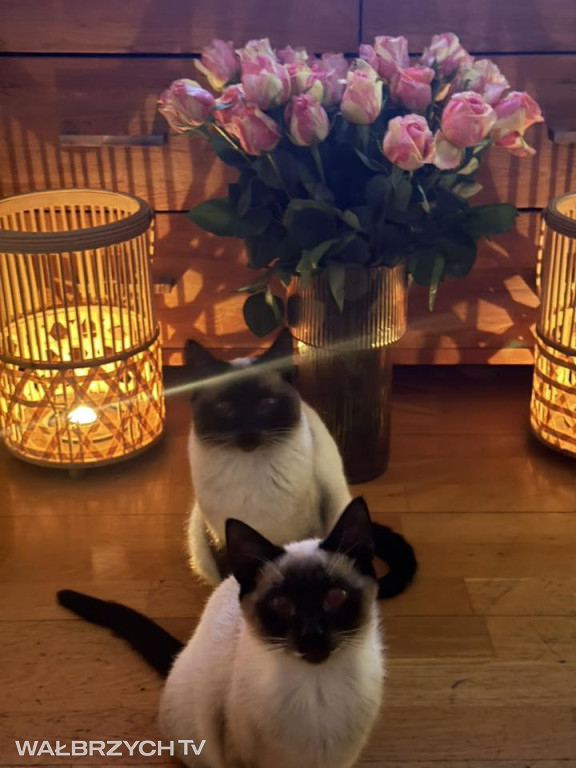 Wałbrzyszanie mają kota. Poszukaj swojego