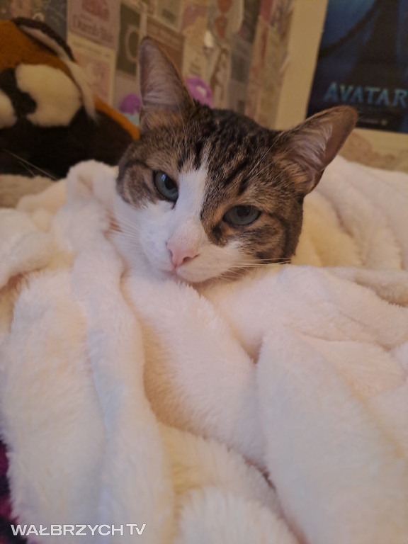 Wałbrzyszanie mają kota. Poszukaj swojego