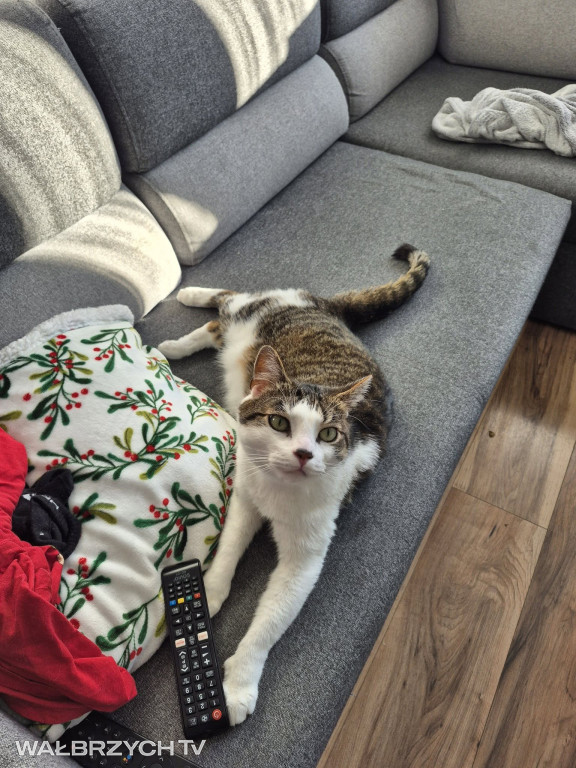 Wałbrzyszanie mają kota. Poszukaj swojego