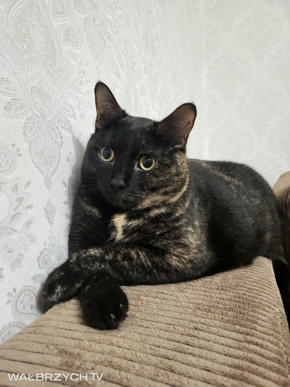 Wałbrzyszanie mają kota. Poszukaj swojego