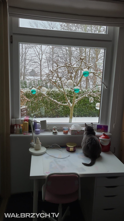 Wałbrzyszanie mają kota. Poszukaj swojego