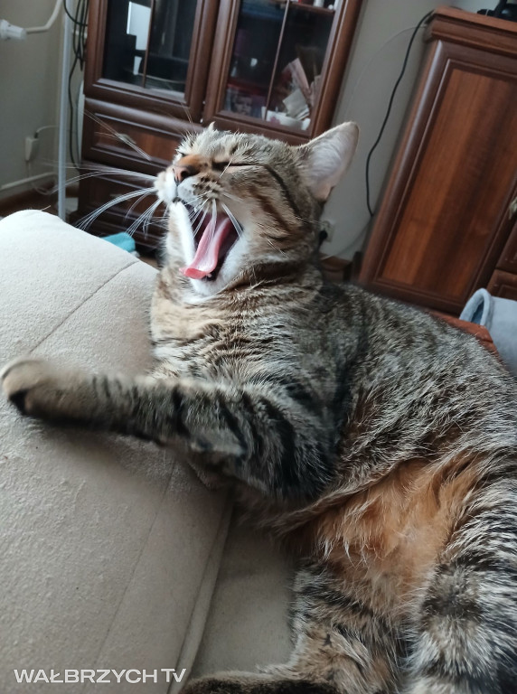 Wałbrzyszanie mają kota. Poszukaj swojego