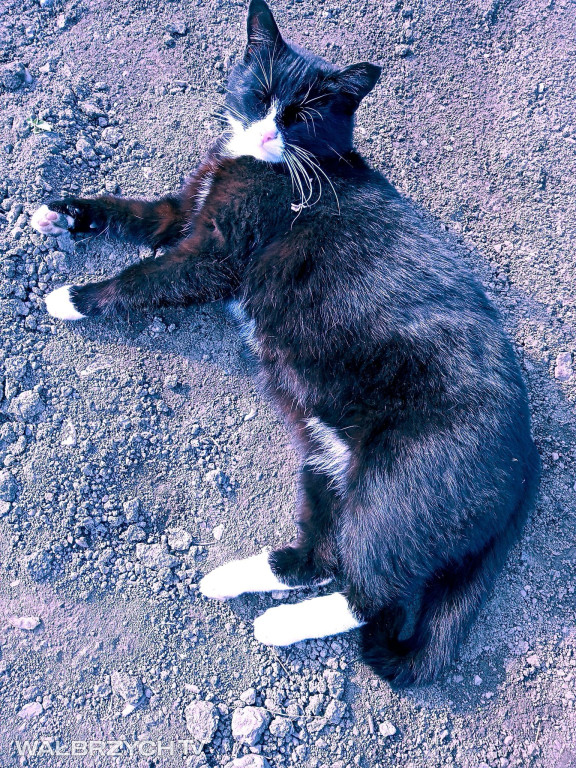 Wałbrzyszanie mają kota. Poszukaj swojego