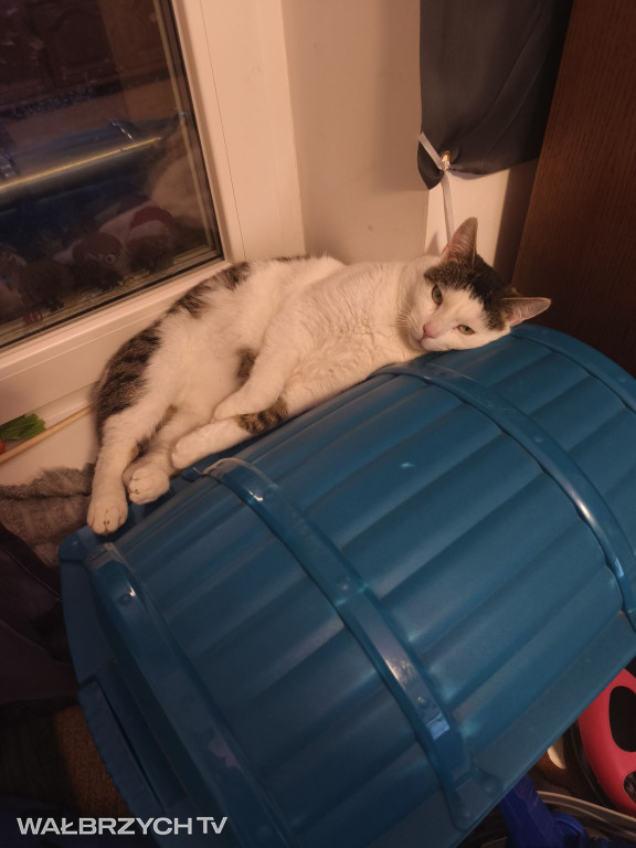 Wałbrzyszanie mają kota. Poszukaj swojego