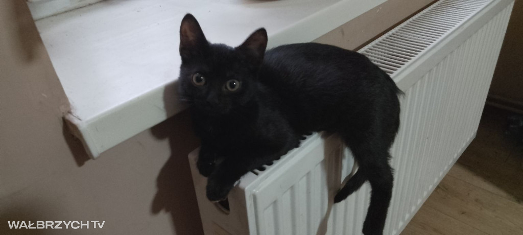 Wałbrzyszanie mają kota. Poszukaj swojego