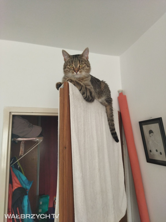 Wałbrzyszanie mają kota. Poszukaj swojego