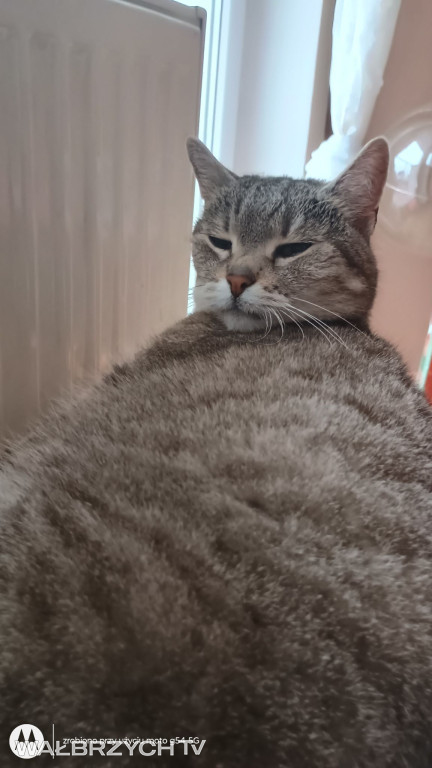 Wałbrzyszanie mają kota. Poszukaj swojego