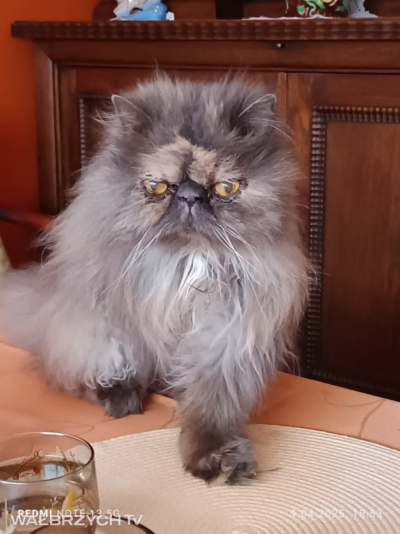 Wałbrzyszanie mają kota. Poszukaj swojego