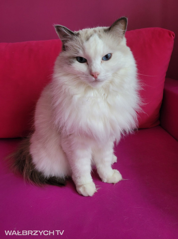 Wałbrzyszanie mają kota. Poszukaj swojego