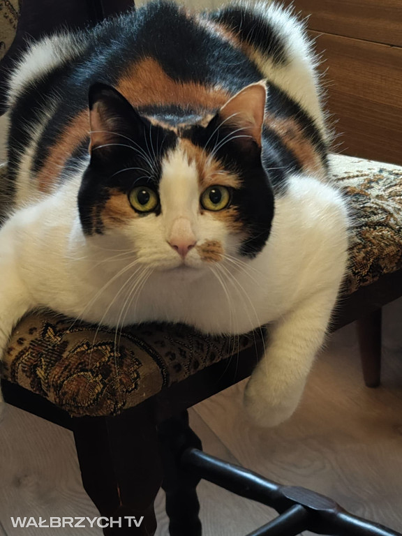 Wałbrzyszanie mają kota. Poszukaj swojego