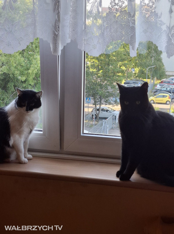 Wałbrzyszanie mają kota. Poszukaj swojego