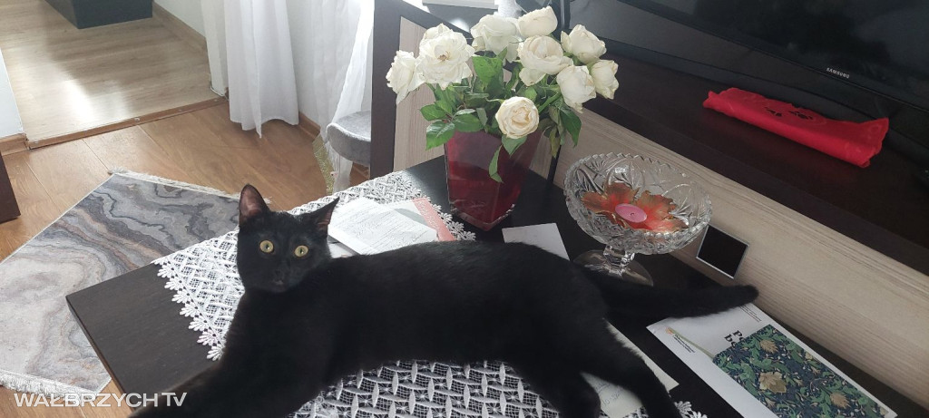 Wałbrzyszanie mają kota. Poszukaj swojego