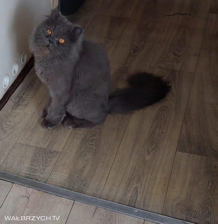 Wałbrzyszanie mają kota. Poszukaj swojego