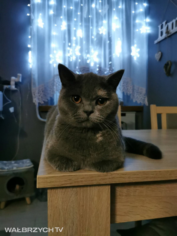 Wałbrzyszanie mają kota. Poszukaj swojego