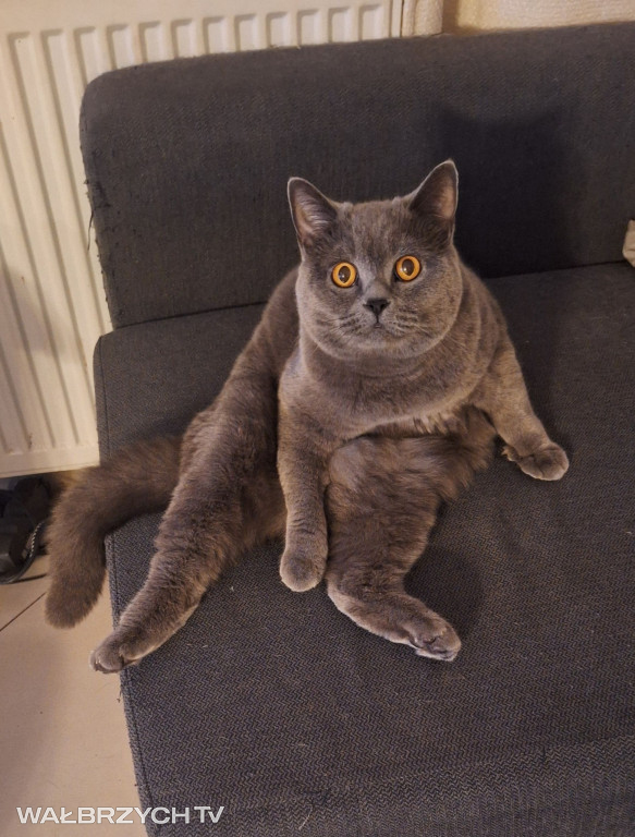 Wałbrzyszanie mają kota. Poszukaj swojego