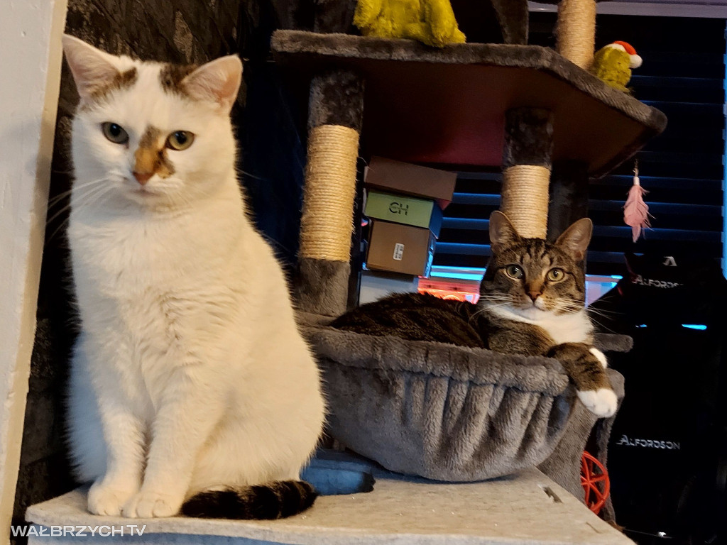 Wałbrzyszanie mają kota. Poszukaj swojego