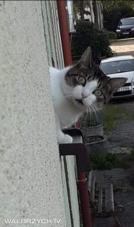 Wałbrzyszanie mają kota. Poszukaj swojego