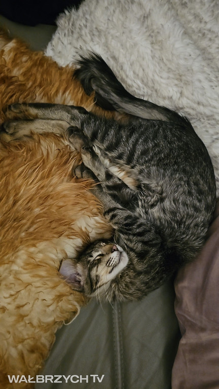 Wałbrzyszanie mają kota. Poszukaj swojego