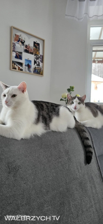 Wałbrzyszanie mają kota. Poszukaj swojego