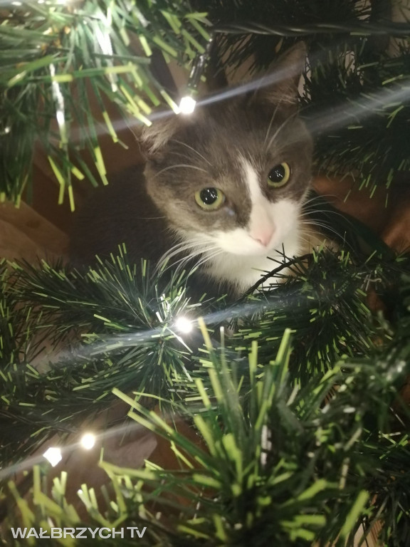 Wałbrzyszanie mają kota. Poszukaj swojego