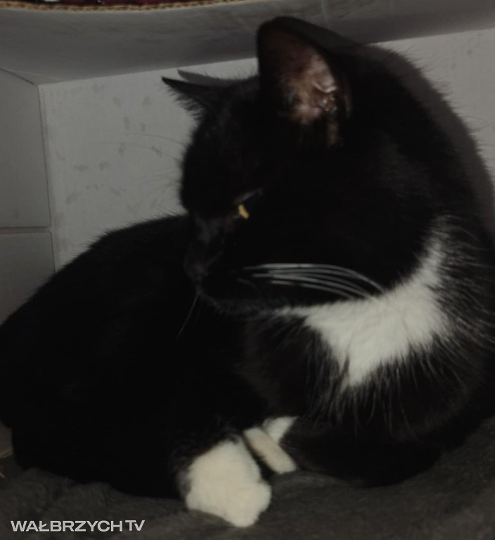 Wałbrzyszanie mają kota. Poszukaj swojego