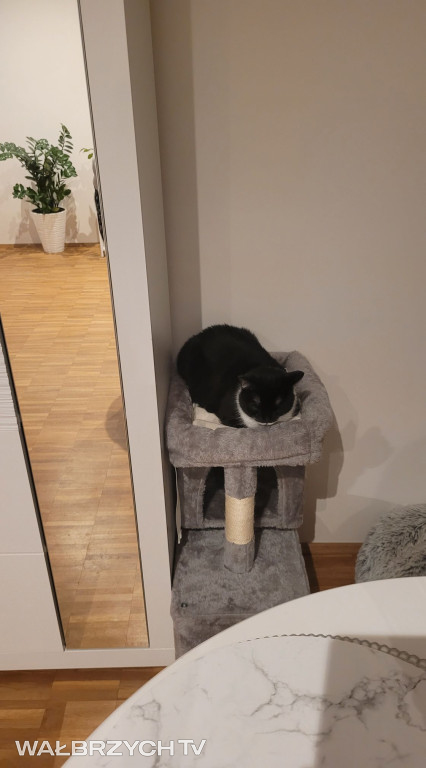 Wałbrzyszanie mają kota. Poszukaj swojego