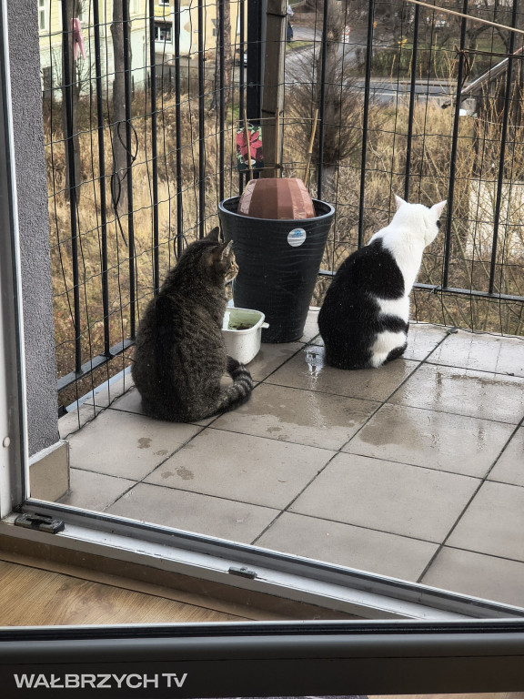 Wałbrzyszanie mają kota. Poszukaj swojego